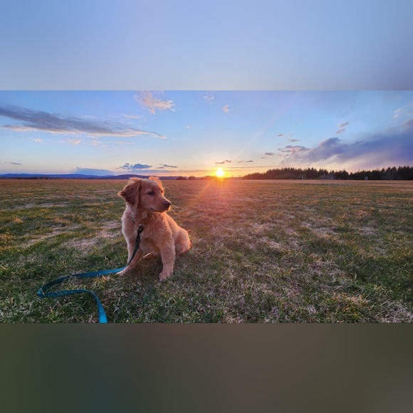 Meet your Posher, Shiloh - Picture 7 of 10